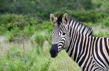 Half Day Safari Tour from Durban