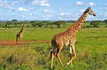 Nairobi National Park Safari Tour