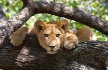 6 Day: Epic Northern Safari