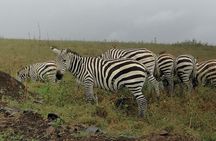 Lake Nakuru National Park Day Tour 