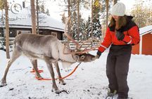 Reindeer Safari in Arctic Wilderness