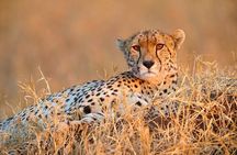 7-Day Safari to Maasai Mara, Lake Naivasha and Amboseli from Nairobi
