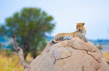 7-Day Safari to Maasai Mara, Lake Naivasha and Amboseli from Nairobi