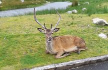 Fort William and Glencoe