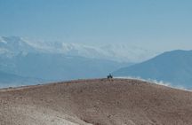 Camel and Quad Biking Tour from Marrakech