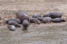 7-Day Safari to Maasai Mara, Lake Naivasha and Amboseli from Nairobi