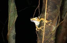 Night Frogs Tour at Kubah National Park