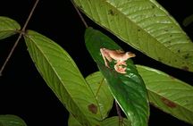Night Frogs Tour at Kubah National Park