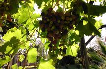 Villavicencio Walking Tour with Lunch Included