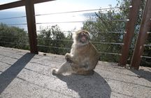 Gibraltar Sightseeing Tour with Monkeys and Panoramic views
