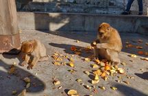 Gibraltar Sightseeing Tour with Monkeys and Panoramic views