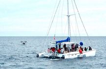 Whale Watching Tour in Los Cabos