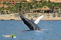 Whale Watching Tour in Los Cabos