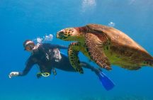 Beginner Scuba Dive in Lahaina (swimming ability required)