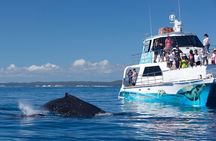 Freedom 3/4 Day Hervey Bay Premium Whale Watching Cruise