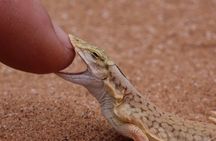 Living Dunes Experience from Swakopmund