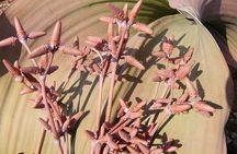 Welwitschia Tour from Swakopmund