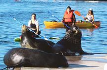 Kayak with Sea Lions in Marina del Rey