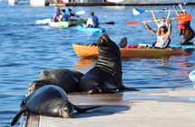 Kayak with Sea Lions in Marina del Rey