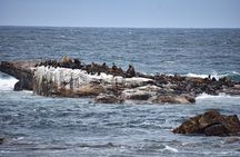 Cape of Good Hope & Boulders Beach Private Tour (Including Lunch)