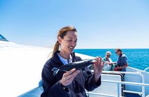 2 Hour Whale-Watching Cruise from Hillarys Boat Harbour