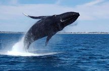 2 Hour Whale-Watching Cruise from Hillarys Boat Harbour