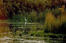 Shaumari Reserve and Azraq Wetland Private Full Day Tour from Amman