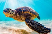 Turtle Eco Tour on Stand-Up Paddleboards or Kayaks into the National Marine Park
