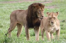  3 Days 2 Nights Group Joining Serengeti and Ngorogoro Safari