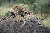 4 Days, 3 Nights Group budget Safari, Lake Manyara, Serengeti, Ngorongoro