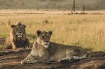 4 Days, 3 Nights Group budget Safari, Lake Manyara, Serengeti, Ngorongoro