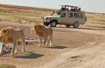 4 Days, 3 Nights Group budget Safari, Lake Manyara, Serengeti, Ngorongoro