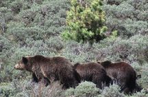 Lamar Valley Safari Hiking Tour with Lunch