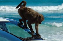 Cape Point and Boulder's Penguins Full Day Tour