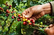 Maasai village visit, Materuni waterfalls & coffee experience 