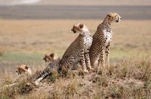 4 Days Tanzania National Parks Private Safari from Zanzibar 