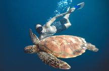 Cook Islands Turtle Tour