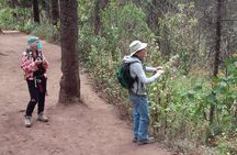 Monarch Butterfly group tour. Join me to watch #butterflies