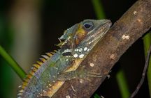Family Night Walking Tour at Tropical Rainforest in Daintree