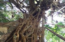Small-Group Trekking Experience in Daintree National Park