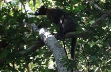 Small-Group Trekking Experience in Daintree National Park