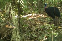 Small-Group Trekking Experience in Daintree National Park