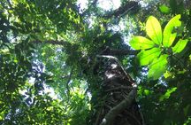 Small-Group Trekking Experience in Daintree National Park