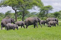 Day Trip to Selous (Nyerere) National Park Flying from Zanzibar 