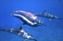 3.5 Hour Kailua-Kona Ocean Kayak and Snorkel Tour