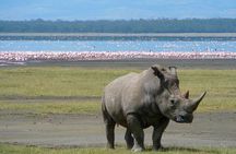 Big 5 Masai Mara and Lake Nakuru 4 Days Safari Private Tour