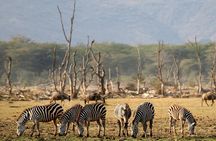 6 Day: Epic Northern Safari