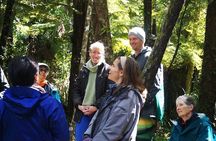 Waiheke Island Private Forest Bathing Walk