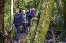 Waiheke Island Private Forest Bathing Walk