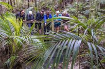 Waiheke Island Private Forest Bathing Walk
